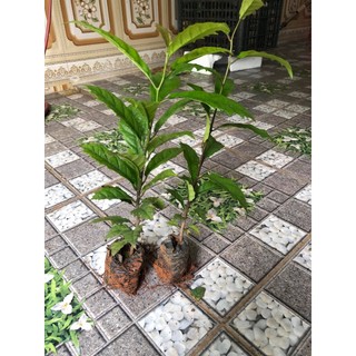 Cây xạ đen hoà bình