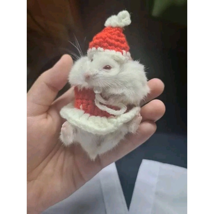 Mũ nón , váy áo cho chuột Hamster