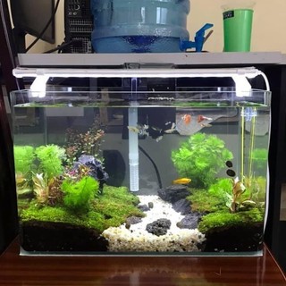 Bể Cá Mini -Hồ Kính Đúc Uốn cong 2 góc Kích thước: 5035cm kèm bộ phụ kiện trang trí.- Giao hàng Toàn Quốc