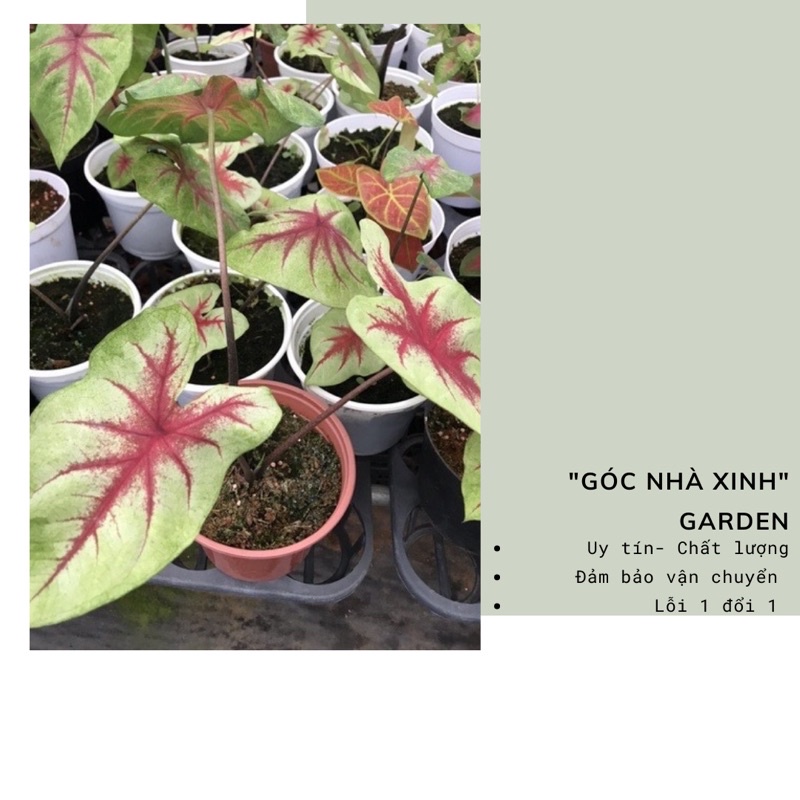 Cây Môn Màu Caladium Rosebud sz trung