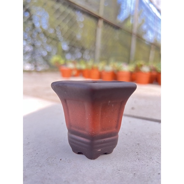 Sen Đá Đà Lạt mini size 3cm + 1 chậu đất nung  thêm giá thể trồng cây