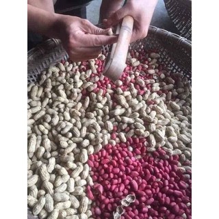 LẠC ĐỎ TÂY BẮC