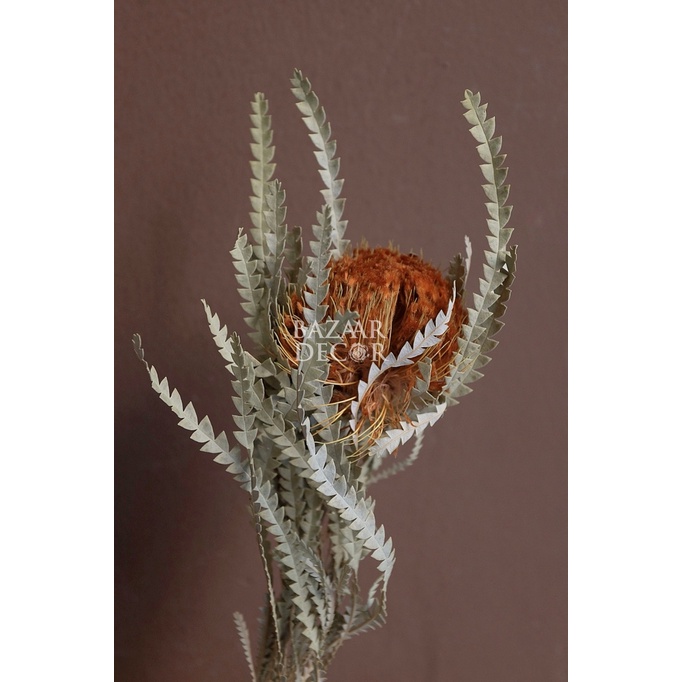 Bó hoa khô Banskia quả tròn mini nhập khẩu Nam Phi 40cm