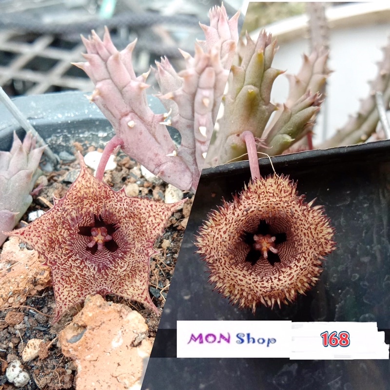 Xương rồng sao biển hoa đẹp