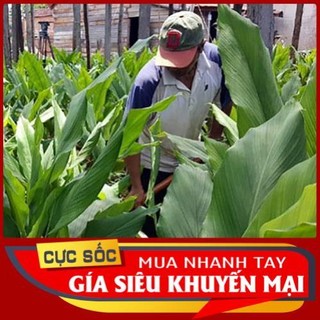 Lá Nghệ tươi 100gr [Thảo Dược Ngọc Ánh]