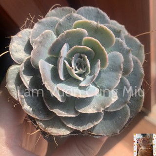 Sen Đá Bắp Cải Tím 🥦🥦🥦 - Size Bầu - Trung