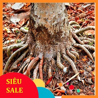 Rễ Cây Cau tươi (Rễ Cau tươi) 1kg