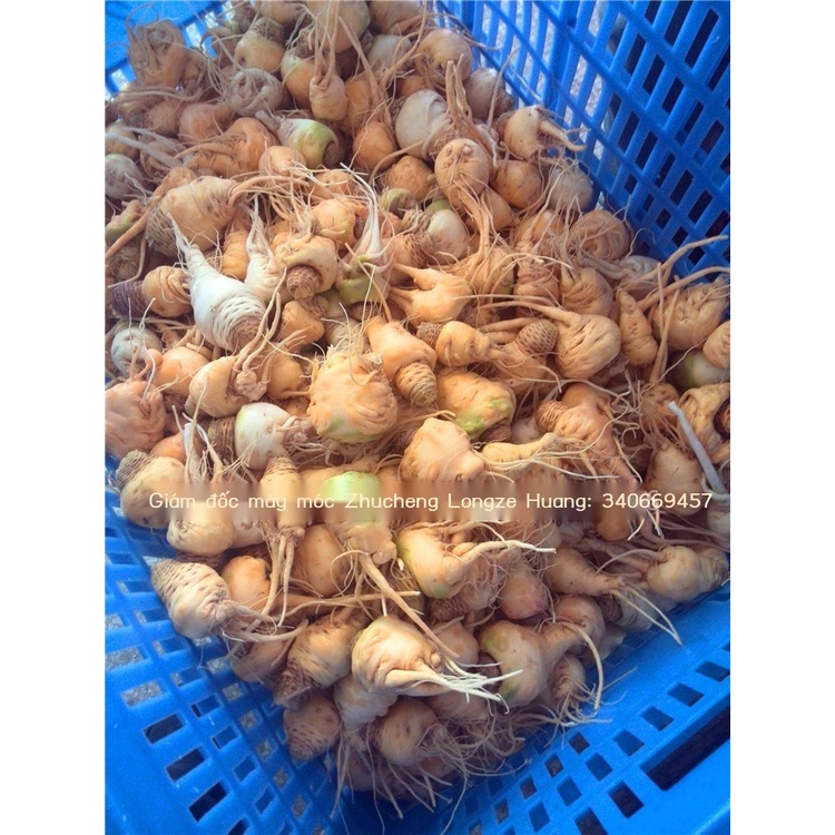Máy nhúng đường chân không cà chua, hũ đường trái cây bảo quản, giá thiết bị sấy nhúng đường chân không khoai lang
