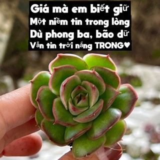 Cây sen đá san hô xanh size mini 2-2,5cm cây cảnh trang trí nhà cửa thuanphat garden