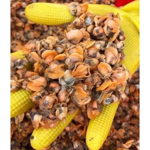 Ruột sò huyết 500gr❤️Tmart- Thực phẩm sạch