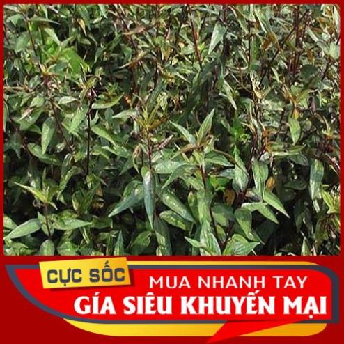 Cây Bọ Mắm tươi (Cây thuốc Dòi tươi) 1kg [Thảo Dược Ngọc Ánh]