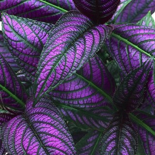 Chậu persian shield - gấm phụng hoàng