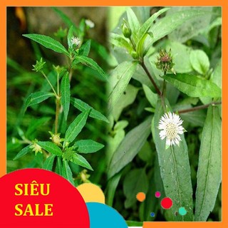 3kg Cỏ Mực tươi