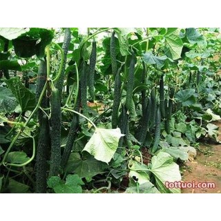 hạt giống DƯA CHUỘT KIẾM NHẬT