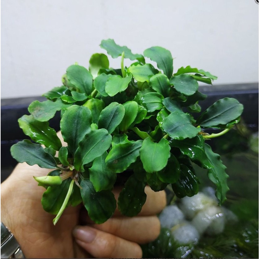 CÂY THỦY SINH BUCEP TM - Dán lên đá và lũa