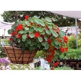 Gói 20 hạt giống sen cạn - Hoa đẹp, chịu nhiệt tốt