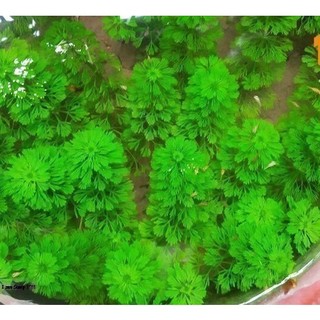 Tiểu bảo tháp 15 cây , cây thủy sinh