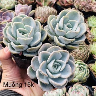 Sen đá Muỗng size bầu 5-6cm