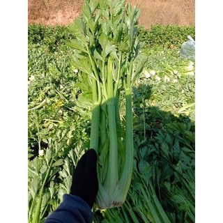 Bột cần tây thải độc, giảm cân cực hiệu quả (500gr)