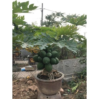 Cây giống đu đủ lùn Thái lan