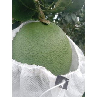 Túi bọc bưởi : 80k / 100 túi/ 1gói