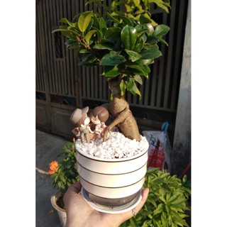 Củ si Nhật để bàn