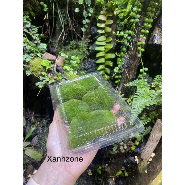 Rêu sao, rêu trồng bán cạn, rêu terarium ,rêu đắp bon sai, tiểu cảnh xanh đẹp