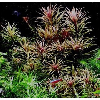 Cây Thủy Sinh Ngỗ Tím 15 nhánh