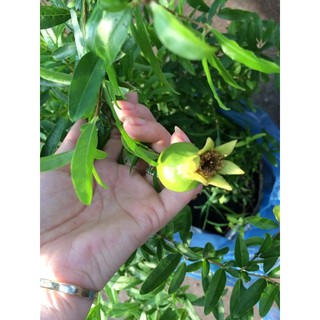 Cây Lựu lùn Ấn Độ trồng chậu (cam kết bảo hành và được kiểm tra hàng trước khi thanh toán)