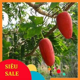 Trái Bình Bát Dây tươi 1kg