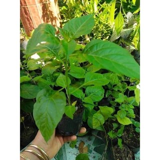 Cây ớt hiểm con