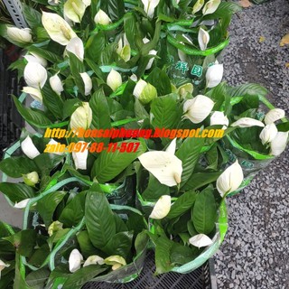 Cây ý lan để bàn