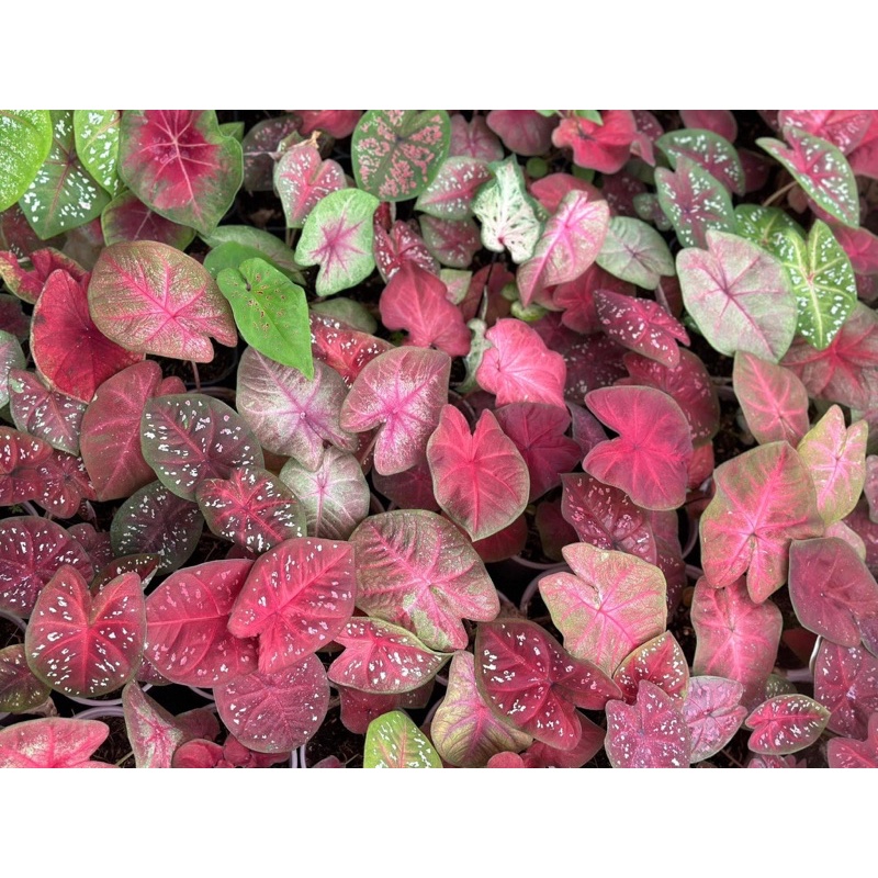 môn màu - caladium