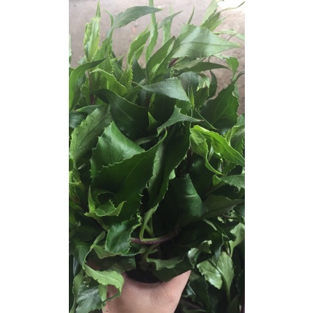COMBO 3 KG RAU LỦI  - ĐẶC SẢN TÂY NGUYÊN