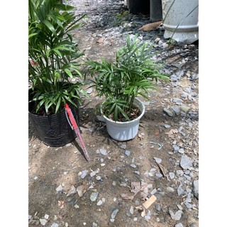 Cau tiểu trâm