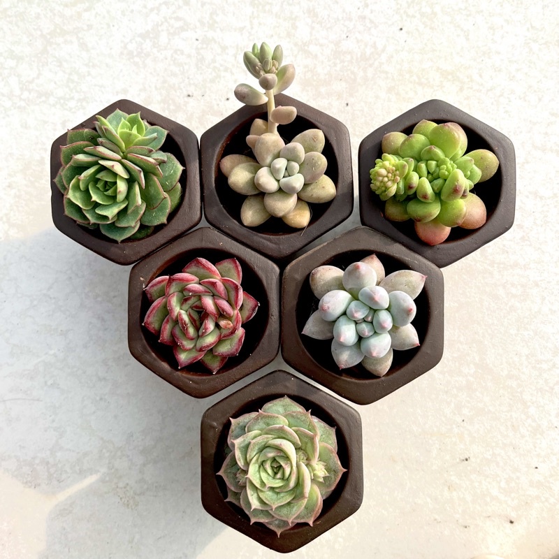 Sen Đá Đà Lạt mini size 3cm + 1 chậu đất nung  thêm giá thể trồng cây