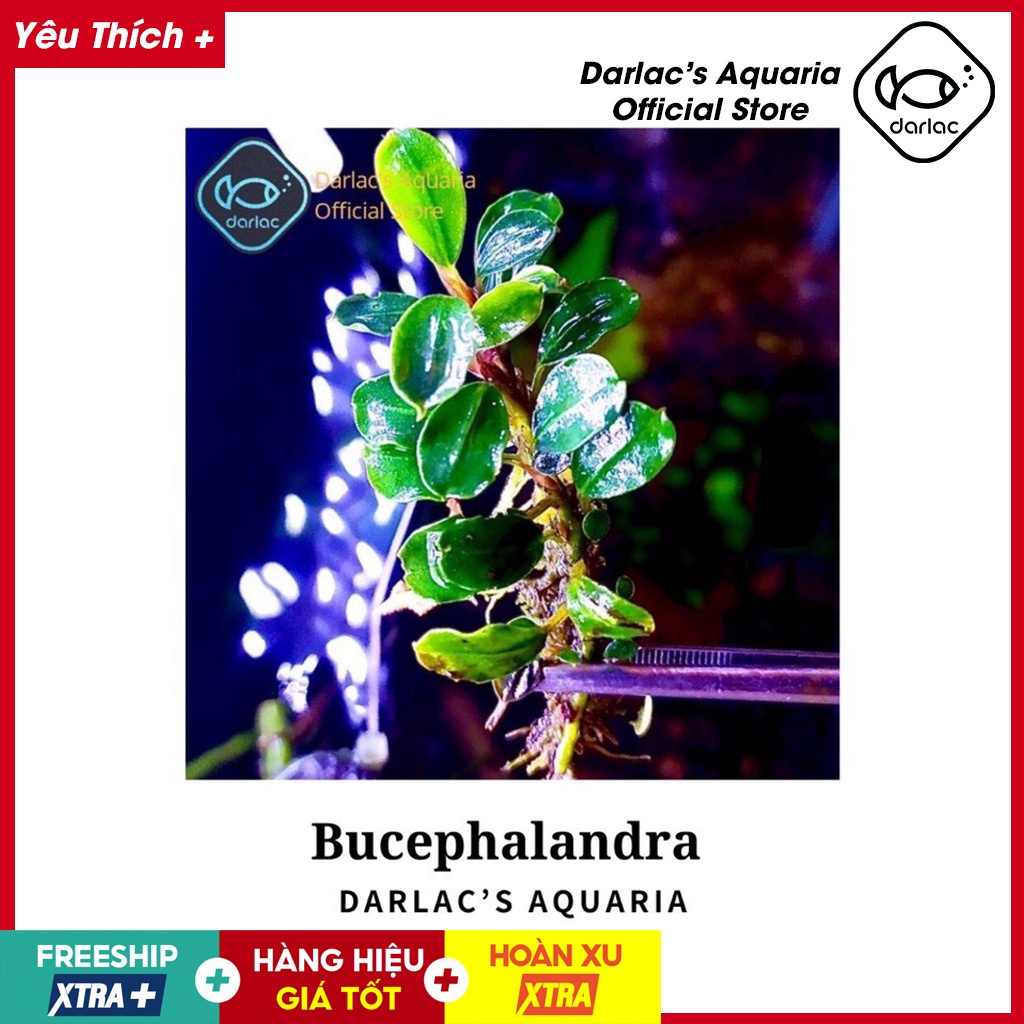 Ngọn Bucep đã dưỡng nước - Cây thủy sinh bucep - Darlac's Aquaria Bucephalandra