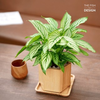 Đuôi công xanh sọc trắng |the fish design size l