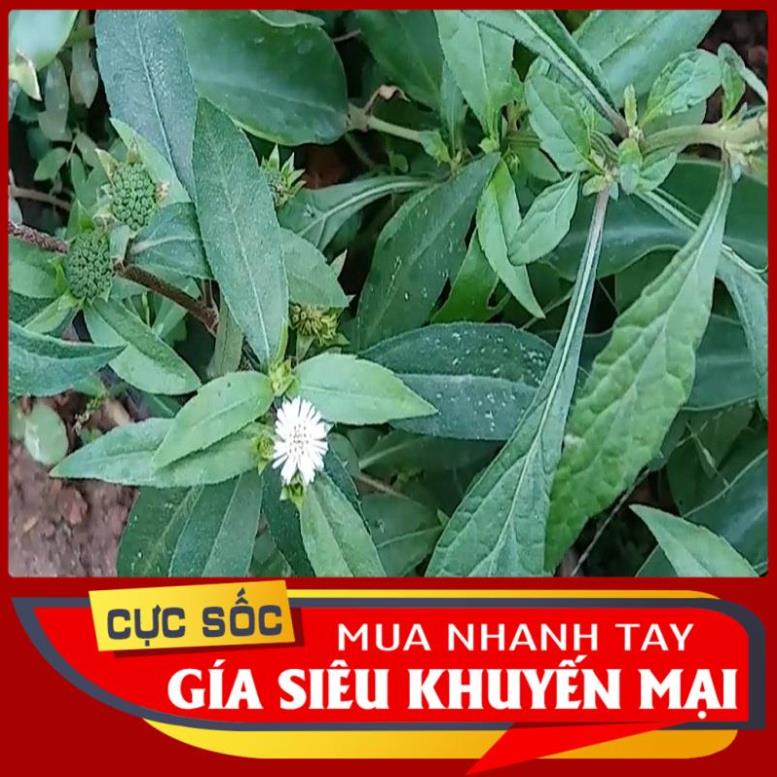 Cây Cỏ Mực (Cây Nhọ Nồi) tươi 2kg - Thảo Dược Ngọc Ánh
