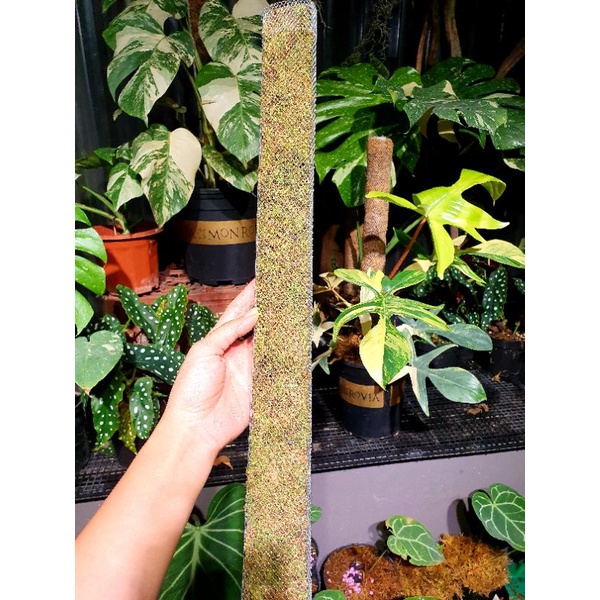 Trụ rêu rừng bọc lưới sz 50cm - 60cm - 80cm cho cây leo nhanh up size lá, đi đơn từ 2 sp