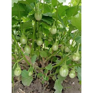 Cây cà đắng Tây nguyên