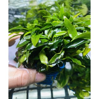 Cây thủy sinh ráy lưỡi hổ