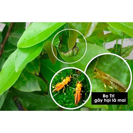Vua bọ trĩ 90ml, diệt bọ trĩ, ray rep hiệu quả trên cây trồng, diệt các loại côn trùng chích hút trên cây trồng