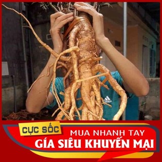 Củ Đinh Lăng Lá Nhỏ (Đinh Lăng Nếp) Tươi [Thảo Dược Ngọc Ánh]