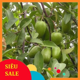 Lá cây bình bát tươi 1kg - hàng có sẵn