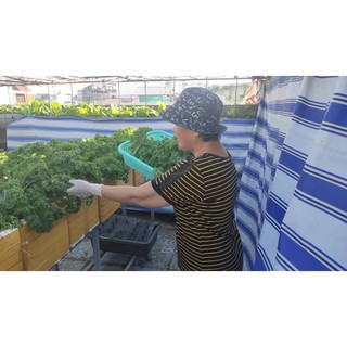 [HCM] Cải xoăn Kale Việt Thái 2g