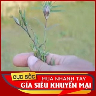 Cỏ đầu Gà tươi (Cỏ chĩ 1kg [Thảo Dược Ngọc Ánh]