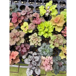 Chậu chuông san hô- Heuchera, cây lá màu, rực rỡ đủ sắc màu