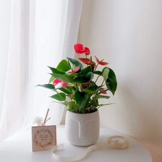 Cây hồng môn TẶNG CHẬU để bàn