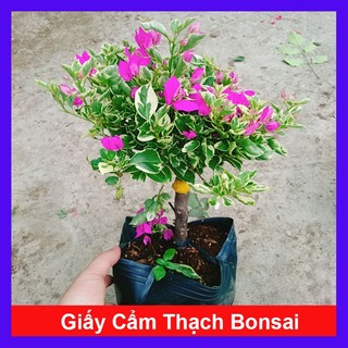 Hoa Giấy Cẩm Thạch Bonsai - cây cảnh bonsai để bàn